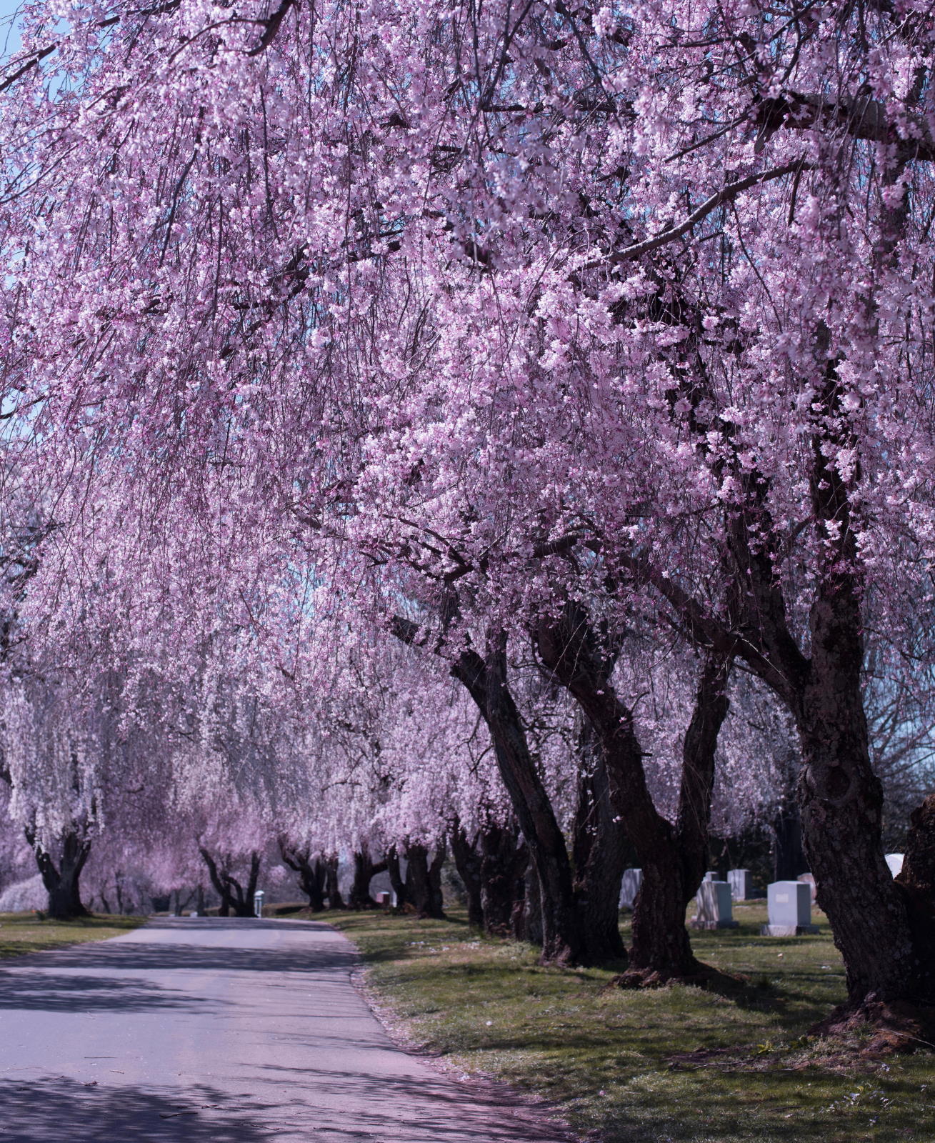 Weeping Cherries in Spring